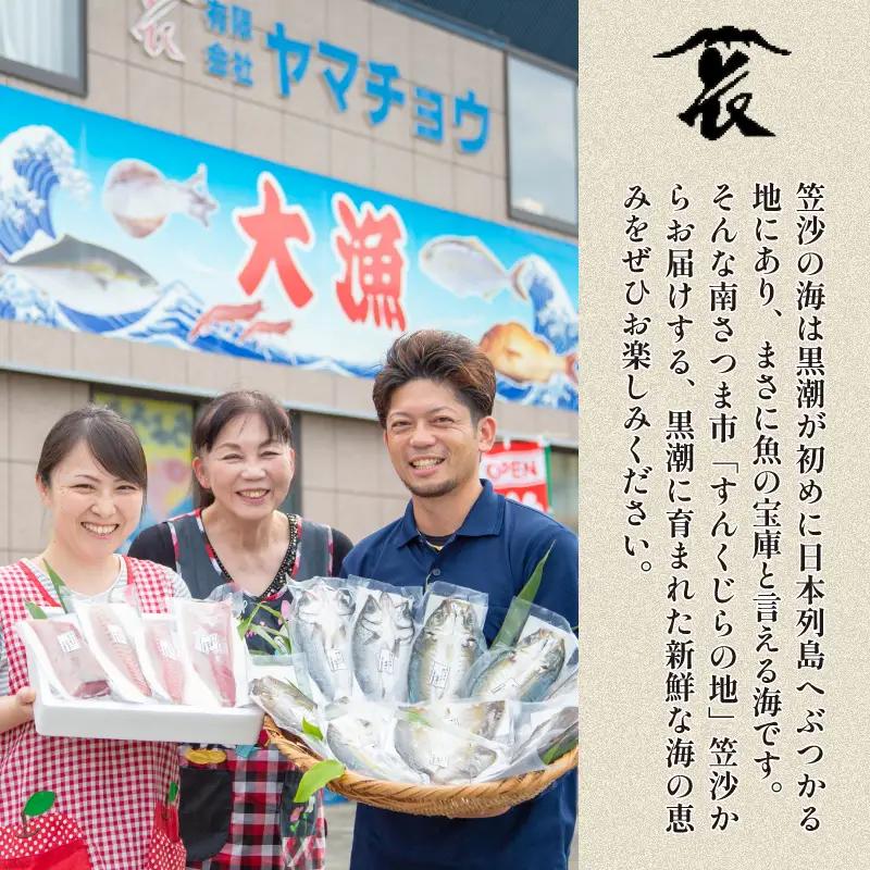 ★9月お届け★ お刺身 詰め合わせ（4種） 朝獲れ 漁師厳選 直送 冷蔵 刺身 さしみ 鮮魚 ヤマチョウ 鹿児島県産 海鮮 直送 セット 詰め合わせ ヤマチョウ 南さつま市