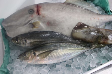 創業令和3年！何十年ぶりに浜田で鮮魚店誕生◎気合の入った刺身魚3種セット◎ 鮮魚詰め合わせ 鮮魚 お任せ セット 刺身 ブロック 冷凍 厳選 産地直送 お取り寄せ 真空 海鮮 魚介類 【171_163