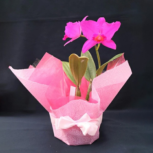 【先行受付：5月出荷】 母の日に！感謝の気持ちを込めて~ステキな洋蘭 おまかせ洋蘭 母の日