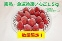 【ふるさと納税】国産 急速冷凍 完熟いちご 1.5kg | 冷凍便 増量しました！ 果物 フルーツ くだもの いちご イチゴ 苺 冷凍 いちご 千葉 君津 きみつ