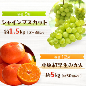 ＜定期便＞四季の美味しい果物詰め　年間４回に分けてお届け！
