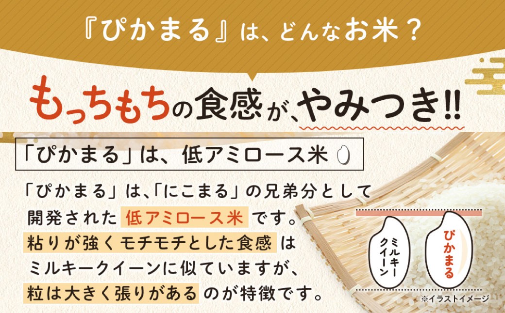 熊本県産ぴかまる 5kg×2袋