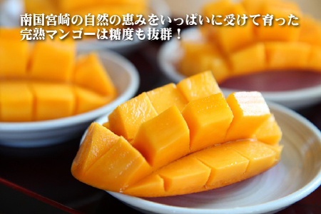 【数量限定・先行受付】厳選大玉宮崎完熟マンゴー　2玉　計１キロ程度