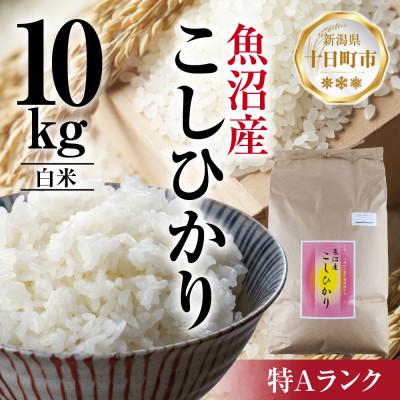 ふるさと納税 十日町市 魚沼産 こしひかり 10kg 精米 新潟県十日町市