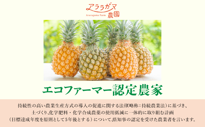 高級感No.1！開発に30年・栽培に3年。パイナップルの最高峰ゴールドバレル1.5kg(1玉)