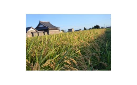 令和8年産ミルキークイーン 多湖農園の『はじめの一穂』5kg 精米【1777426】