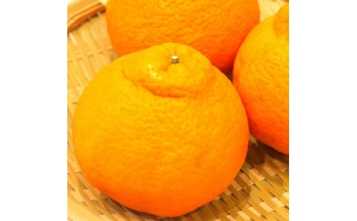 しらぬい(デコポン)約2kg(7～9玉)【1680222】