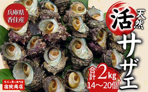 【サザエ 兵庫県香住産 新鮮 天然 活サザエ 2kg（14～20個）冷蔵】※発送目安：入金確認後、順次発送 香住で水揚げされた新鮮なサザエをお届けします。つぼ焼き、炊き込みご飯（サザエ飯）、酒の肴などにピッタリ！磯の香りが濃く風味豊かなサザエです。大人気 ふるさと納税 夏休み BBQ バーベキュー キャンプ お盆 海 海水浴 日本海 兵庫県 香美町 香住 柴山 宿院商店 15000円 33-20