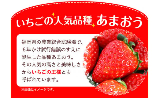 ★2025年出荷分★【先行予約】いちご あまおう 1620g (約270g×6パック) 苺 【着日指定不可】《3月中旬-4月末頃出荷予定》 イチゴ 果物 フルーツ  ---fn_ckrama_bc3_