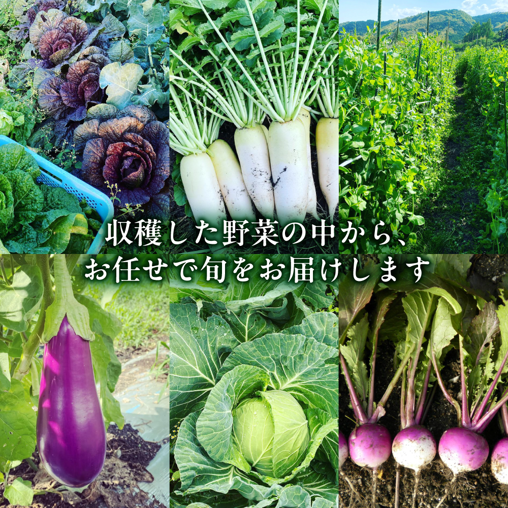 【16品 / 24回定期便】農薬に頼らない！カラダにやさしい「よしのがり野菜」セット（ラージ）【吉野ヶ里あいちゃん農園】 [FAA011]