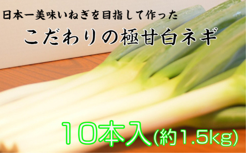 【7月から配送開始】冷蔵発送/小田農園の極甘白ネギ1.5kg_1767R