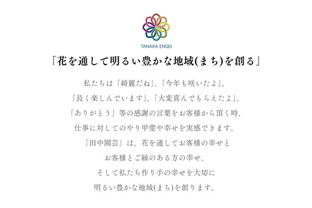 加須産シクラメン　５号鉢　受け皿セット 【おまかせ】 [A-32-3]　シクラメン
