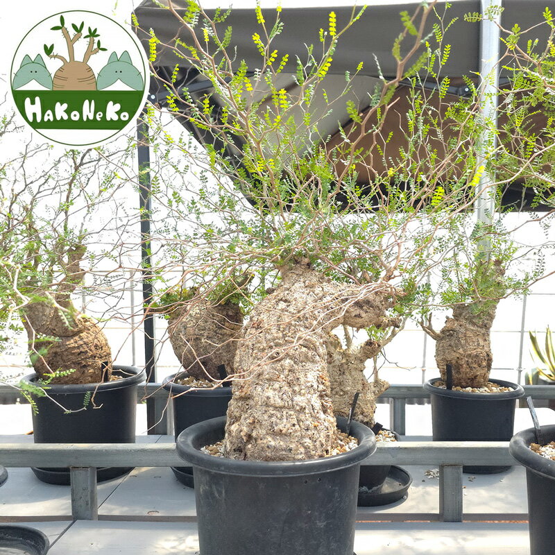 【ふるさと納税】オペルクリカリア・パキプス「塊根植物の王様」(発根管理済) Z5｜観葉植物 コーデックス 盆栽 鉢植え インテリア ハコネコ [0591r]