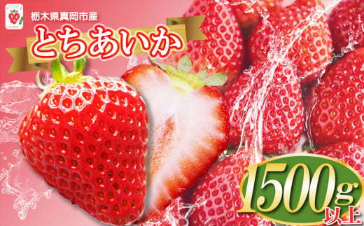 【先行予約】鮮度抜群 ！ 朝採れ 旬 とちあいか  750g以上×2箱 真岡市 栃木県 送料無料 | いちご 苺 ストロベリー 好評 栃木県産 人気 品種 大容量 寄附 1万円 10000円