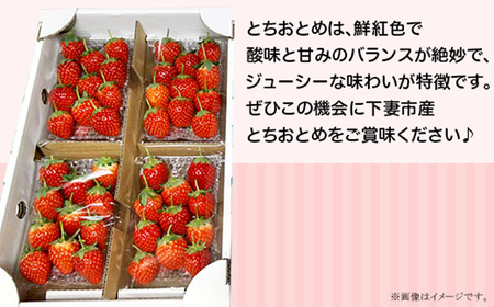 いちご とちおとめ M～L 約1kg いちご 下妻市産 本州のみ配送