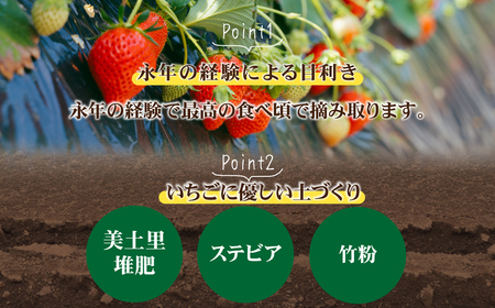 いちご 定期便3回 完熟 とちあいか 大粒  約1080g | イチゴ 大粒 栃木県 茂木町