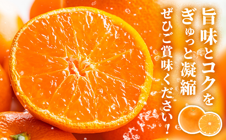 鹿児島県産 新生十万みかん 贈答用 約10kg 祝迫果樹園《1月中旬-2月中旬頃出荷》鹿児島県 さつま町 みかん 十万みかん 蜜柑 柑橘 果物 くだもの フルーツ ジューシー
