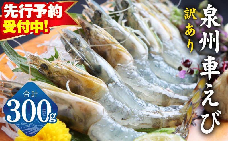 
                  【先行予約】泉州車えび 300g【TVで紹介 訳あり サイズ不揃い 生食可 海鮮 車海老 車エビ 海老 えび エビ 刺身 産地直送 急速冷凍 鮮度抜群】
                