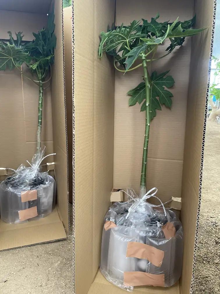 【先行予約】上郡町産 パパイヤの苗木 | パパイヤ 植物 トロピカル フルーツ 家庭菜園 兵庫県 上郡町