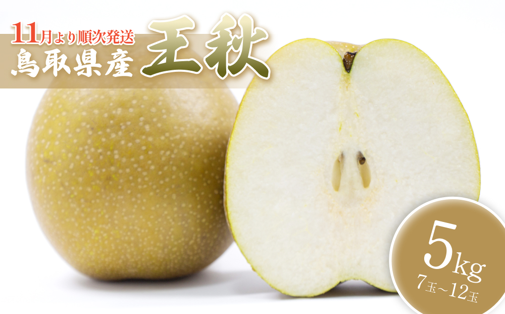 【先行予約】中野農園 梨 ”王秋梨” 5kg箱｜鳥取 岩美 梨 なし ナシ 赤梨 果物 フルーツ ※お届けは2026年11月以降【41017】
