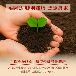 【2027年2月発送】 訳あり 福岡県産 あまおう 約285g×4P 約1.1kg いちご 苺 イチゴ 期間限定 ULU