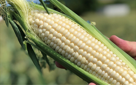 2026年5月中旬～発送 厳選とうもろこし 指宿産ホワイトコーン10本 わくわくファームたがわ A-226 とうもろこし とうもろこし