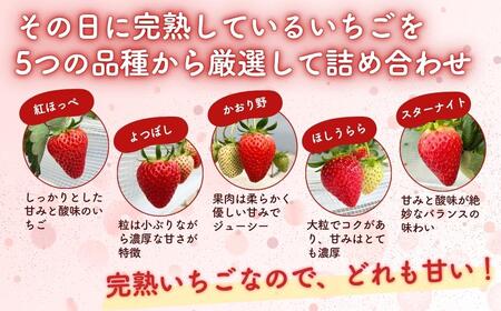 西粟倉村 完熟いちご 贈答用  800g(400g×2)  M-FI-A07A