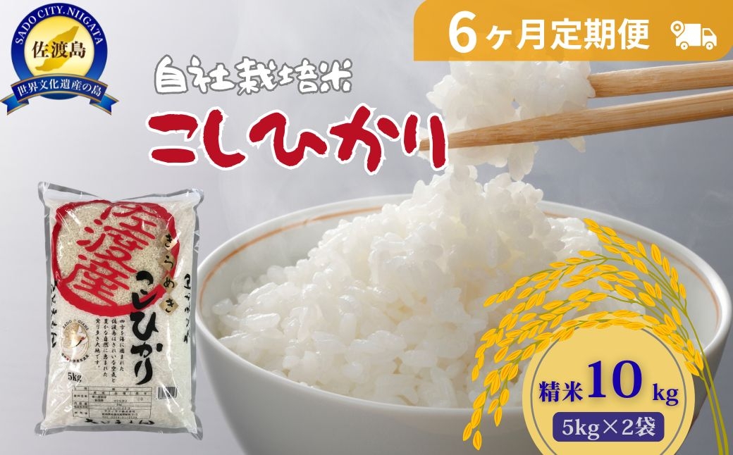 
                  【6か月定期便】佐渡産コシヒカリ 精米 合計60kg（10kg（5kg×2袋）×全6回）自社栽培米 単一原料米 | 新潟県産コシヒカリ 新潟産コシヒカリ 佐渡産コシヒカリ 新潟県産こしひかり 佐渡産こしひかり お米 米 こしひかり 白米 精米 おこめ コメ 10キロ にいがた さど 新潟県 佐渡市
                