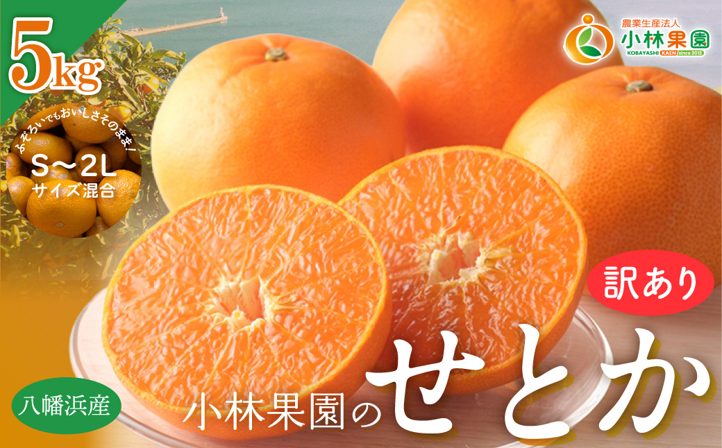【先行受付】★訳アリ★【数量限定500箱】　愛媛・小林果園のせとか　約5キロ【D24-38】 YWTAD029