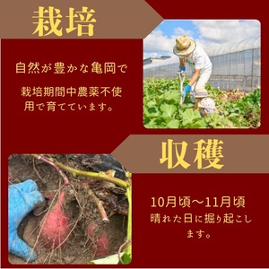 安納芋 5kg 野菜 サツマイモ 芋《訳あり》
