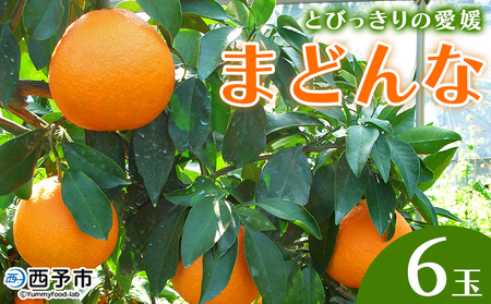 紅まどんなと同品種！＜とびっきりの愛媛 まどんな（6玉）＞マドンナ 愛媛果試第28号 果物 柑橘 フルーツ 期間 旬 季節限定 特産品 産地直送 片山果樹園 西宇和 愛媛県 西予市【常温】『2026年12月上旬～12月下旬迄に順次出荷予定』MKK0007