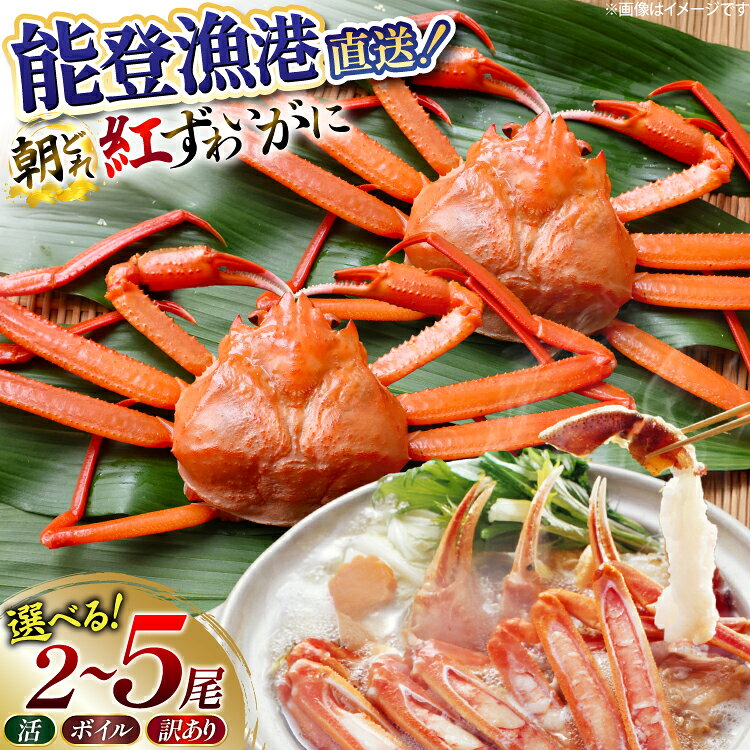 【ふるさと納税】【能登半島直送!】カニ 訳あり 朝どれ生紅ズワイガニ 2～4尾 計1.5kg以上 [JF西海 石川県 志賀町 sk17jkf30065] かに 蟹 紅ズワイ 紅ズワイガニ 生 ズワイ ずわい ずわい蟹 ズワイガニ 姿 カニ鍋 カニしゃぶ カニ爪 規格外 足折れ 魚介 海産物