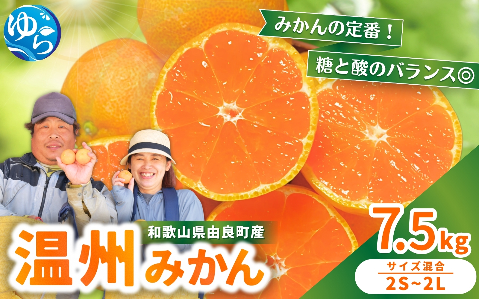 温州みかん 7.5kg 2S〜2Lサイズ混合 11月発送 / 温州 ミカン 農家直送　完熟 密柑 くだもの  果実  柑橘 果物 フルーツ 和歌山県 由良町 人気 おすすめ 産地直送 ※2026年11月中旬頃～11月下旬頃に順次発送予定【nktn004-r-7d5-nov】