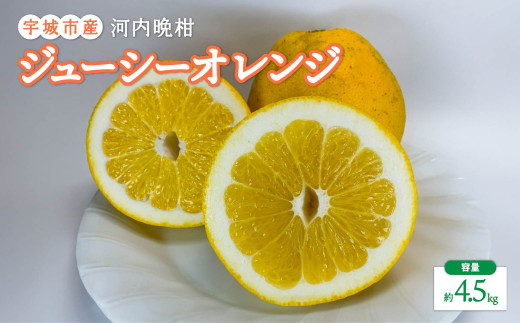 先行予約 河内晩柑（ジューシーオレンジ） 約4.5kg 【髙橋果樹園】【2026年4月上旬から2026年6月下旬順次発送予定】晩柑 熊本県 宇城市 ばんかん かわちばんかん 晩柑 柑橘 国産 九州産 熊本県産 宇城市産