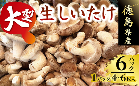 きのこ しいたけ 4～6枚 大型 しいたけ しいたけ しいたけ しいたけ