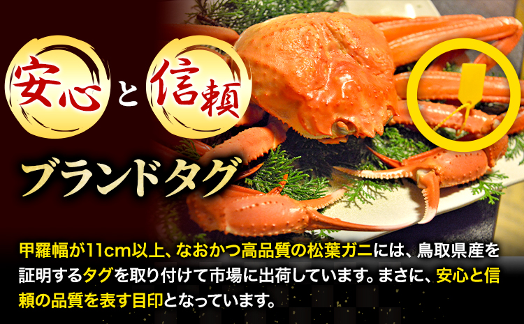 カニ 松葉ガニ タグ付き 贈答用 中サイズ(600g〜700g)2枚《2024年11月中旬-2025年3月中旬出荷予定》鳥取県 八頭町 送料無料 蟹 かに 海鮮 松葉ガニ 贈答 タグ付 冷蔵 鍋 しゃ