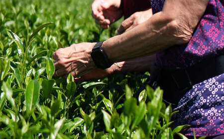 【ランチ付き】「快晴茶」お茶摘み体験チケット[BDAT006]