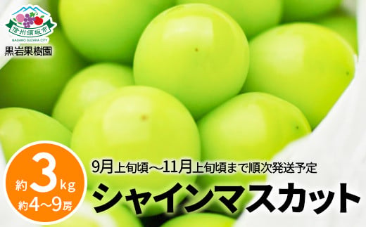 [No.5657-3472]シャインマスカット 約3kg (約4～9房) 《黒岩果樹園》■2025年発送■※9月上旬頃～11月上旬頃まで順次発送予定