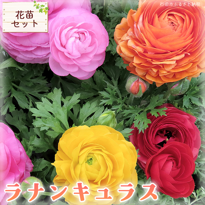 ラナンキュラス　寄せ植え　10寸鉢