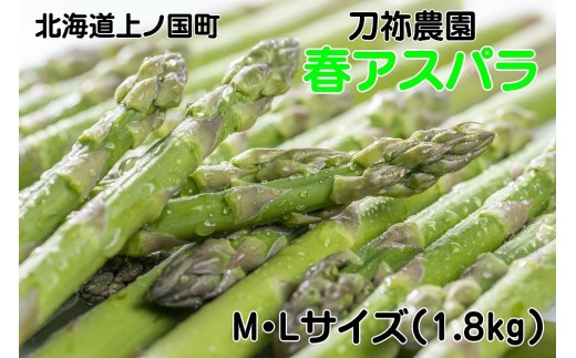 【2026年春発送】刀祢農園の朝採り春アスパラ　M～L（1.8㎏）　グリーンアスパラ　朝採れ　農家直送　新鮮　甘い　春野菜　旬野菜　特産品　北海道産