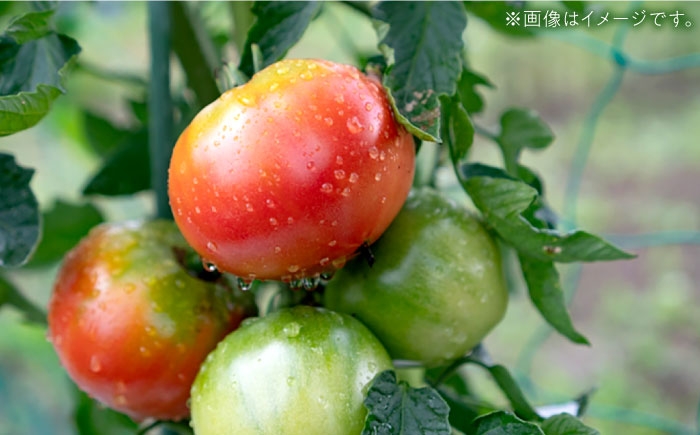 【ギフト包装】トマトお楽しみセット（ジュース・ケチャップ・ソース）いちごジャム付き