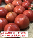 【ふるさと納税】こてらんねぇトマト 14～20粒（約2.5kg・サンロードor桃太郎はるか）