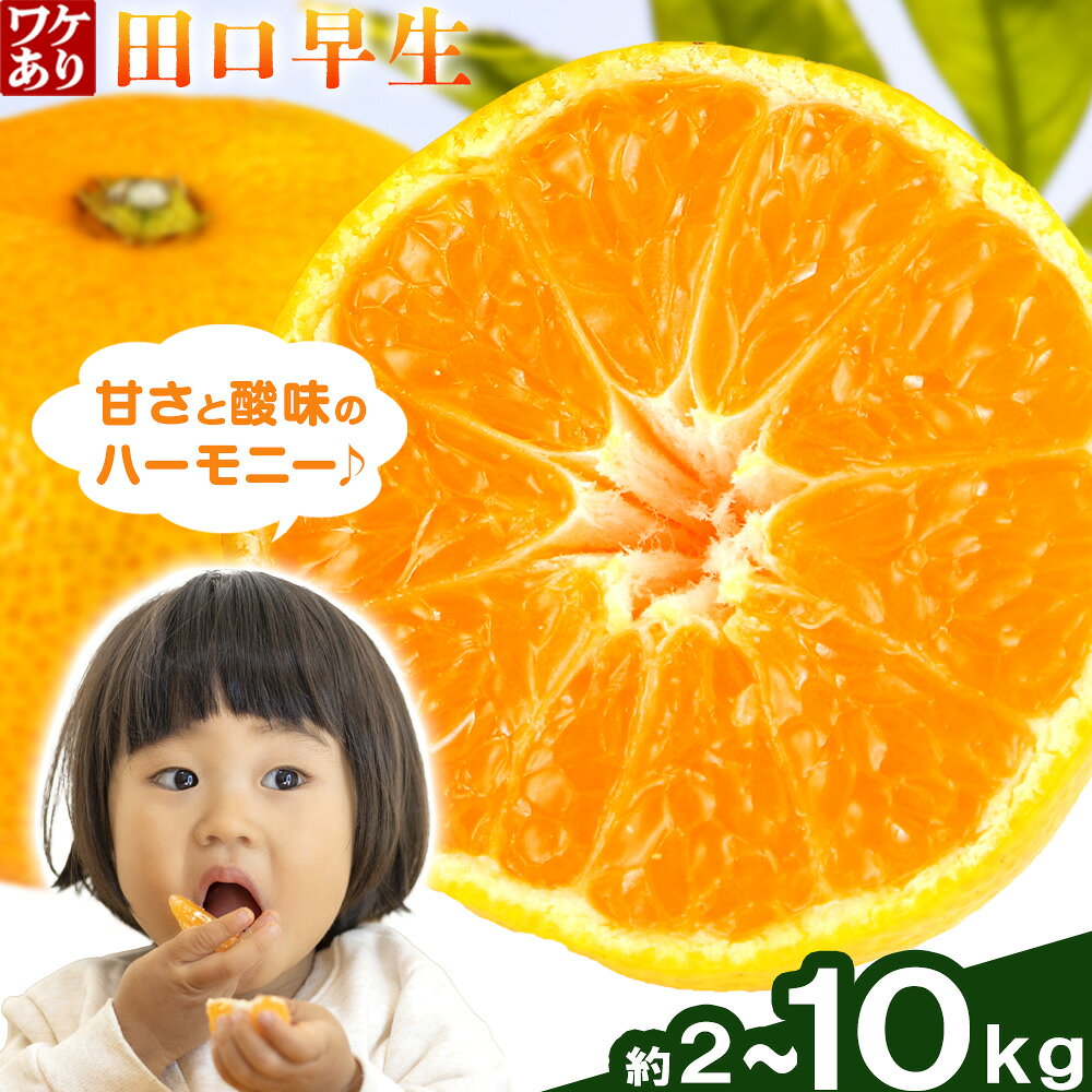 【ふるさと納税】みかん 訳あり 10kg 5kg 2kg 選べる内容量 早生みかん 田口早生 みかん 石谷普朗《11月中旬-12月中旬頃出荷》和歌山県 岩出市 送料無料 果物 フルーツ 柑橘類 お取り寄せフルーツ ミカン 早生