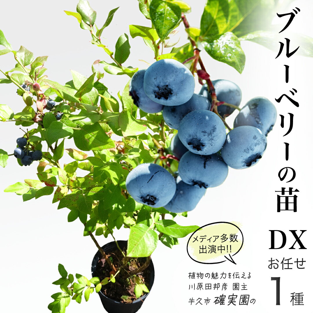 【ふるさと納税】ブルーベリー の 苗 DX 1品種 （品種おまかせ） ラビットアイ系 ハイブッシュ系サザン サザンハイブッシュ系 苗木 庭木 果樹 ガーデニング 家庭菜園 果物 くだもの