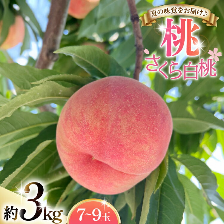 【ふるさと納税】 【期間限定発送】 桃 さくら 白桃 3kg (7〜9玉) [東城農園 山形県 高畠町 tk06ayt370000] もも モモ 果物 くだもの フルーツ 冷蔵