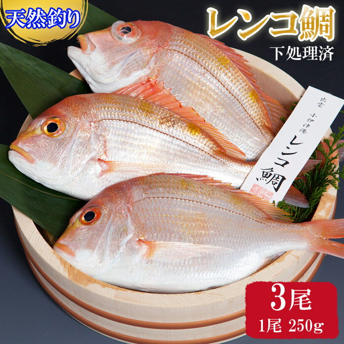 【ふるさと納税】天然釣りレンコ鯛（下処理済） | タイ 魚 魚介類 海の幸 冷凍 お正月 お祝い 100日 お食い初め