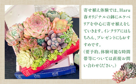 593 Haru春で使える5,000円分チケット（500円×10枚）