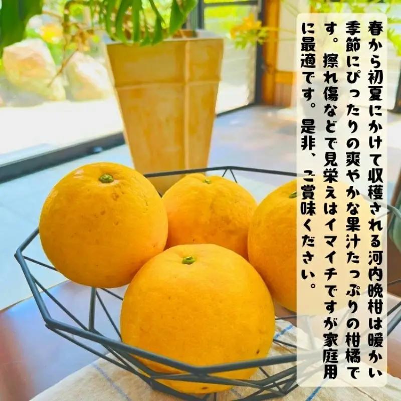 【和製グレープフルーツ】有田育ちの河内晩柑(ご家庭用)　7.5kg+200g(補償分)【2027年4月上旬～5月下旬頃に順次発送予定】【ard029D】