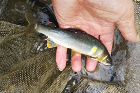 【2607-2137】※岐阜県産天然鮎七宗町産(18cm以上)