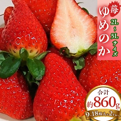 
                  ＜2026年1月以降順次発送予定＞電子技法栽培「苺」ゆめのか＜約430g×2トレー＞【1072260】
                